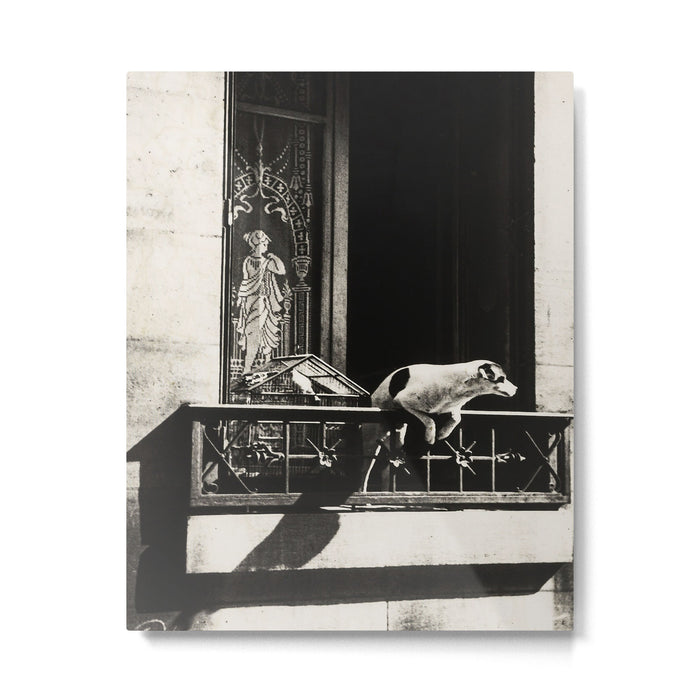 Paris, 1926, Dog out of Window Paris France black and white photograph Metal Print Gallery Image 1