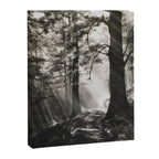 Pathway of light, sunlight and sunbeams in forest black and white photograph by J W Chapman Taylor Canvas Print Gallery Image 8