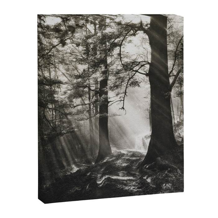 Pathway of light, sunlight and sunbeams in forest black and white photograph by J W Chapman Taylor Canvas Print Gallery Image 1