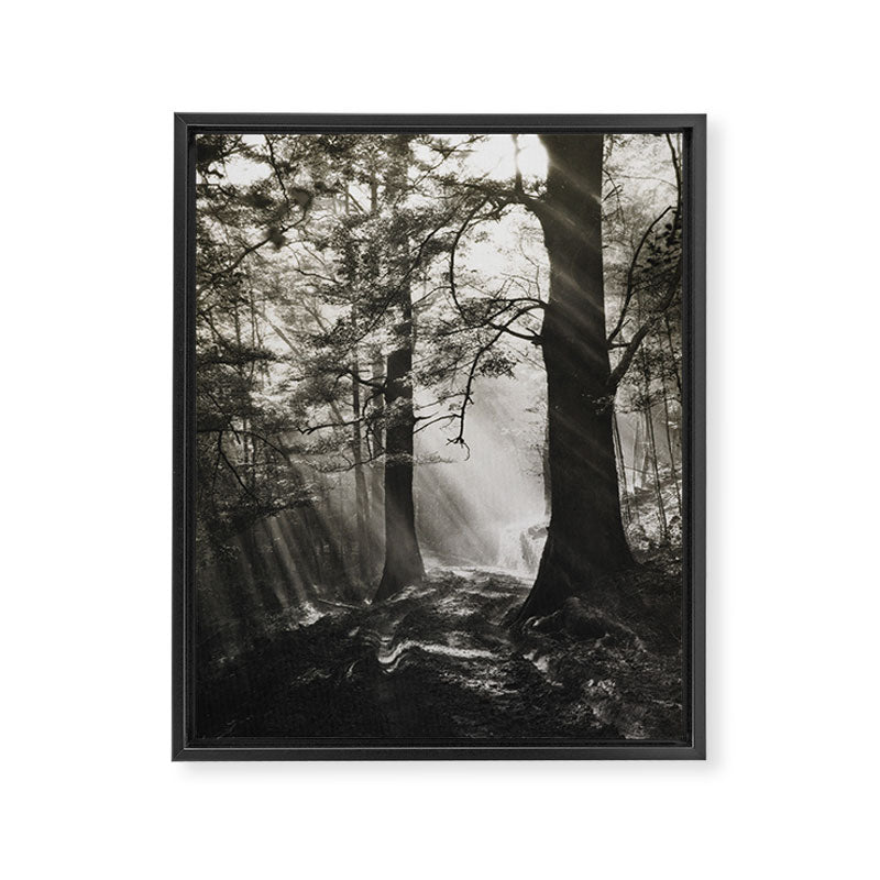 Pathway of light, sunlight and sunbeams in forest black and white photograph by J W Chapman Taylor Framed Canvas Print Gallery Image 8