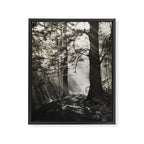 Pathway of light, sunlight and sunbeams in forest black and white photograph by J W Chapman Taylor Framed Canvas Print Gallery Image 8