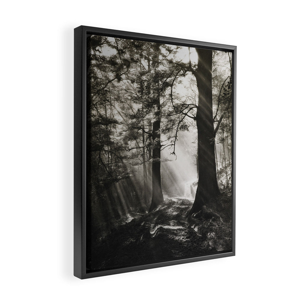 Pathway of light, sunlight and sunbeams in forest black and white photograph by J W Chapman Taylor Framed Canvas Print Gallery Image 2
