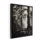 Pathway of light, sunlight and sunbeams in forest black and white photograph by J W Chapman Taylor Framed Canvas Print Gallery Image 2