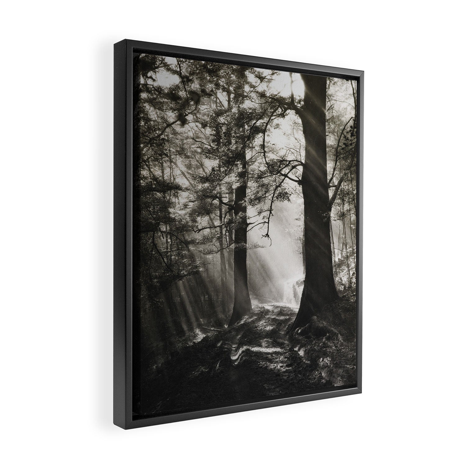 Pathway of light, sunlight and sunbeams in forest black and white photograph by J W Chapman Taylor Framed Canvas Print Gallery Image 2