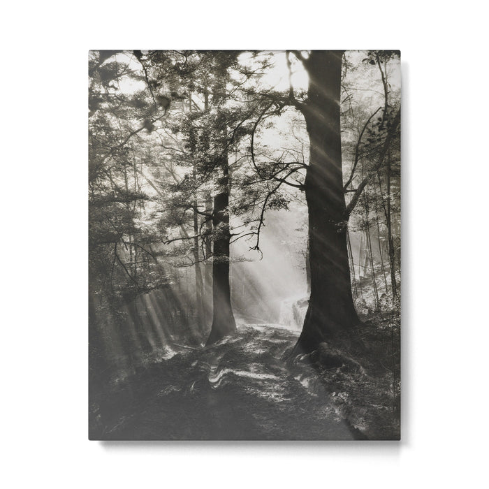 Pathway of light, sunlight and sunbeams in forest black and white photograph by J W Chapman Taylor Metal Print Gallery Image 1