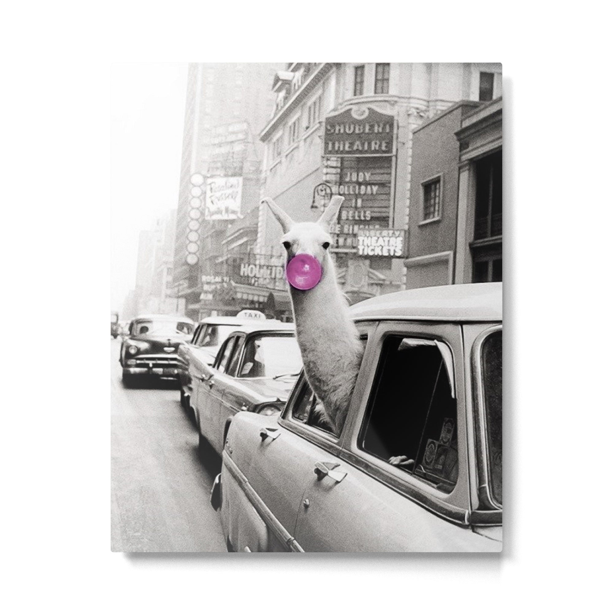 Perfect Pink Bubble Gum Llama taking a New York Taxi black and white photograph Metal Print Gallery Image 6