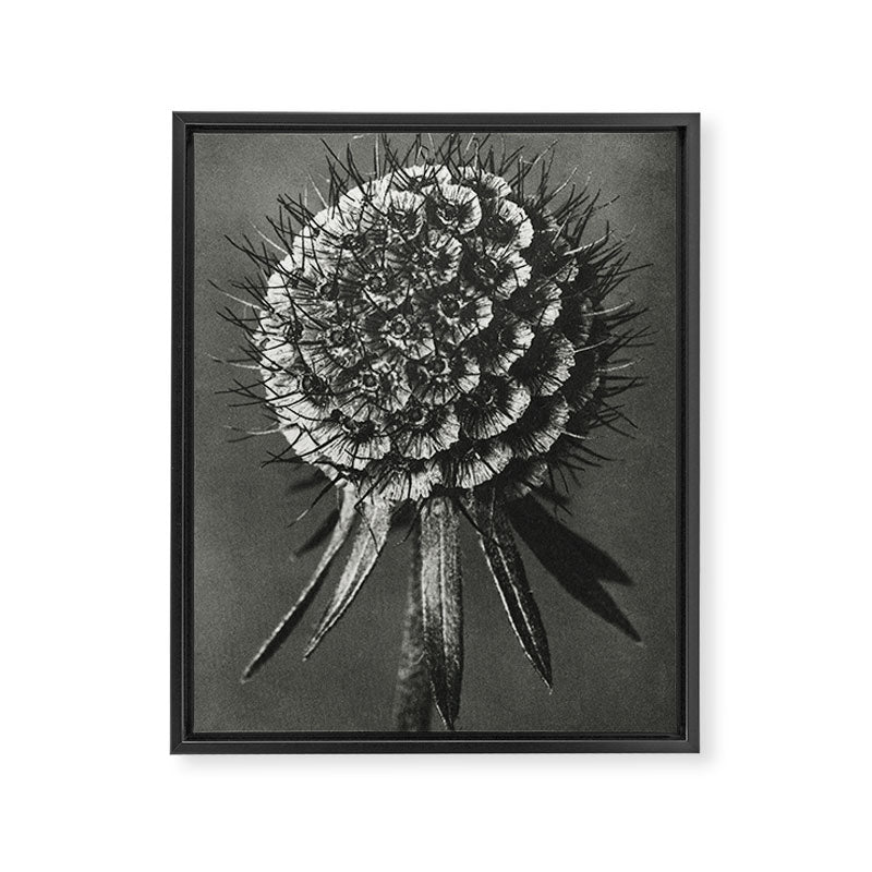 Phacelia Tanacetifolia Lacy Phacelia wonders of nature black and white photograph by Karl Blossfeldt Framed Canvas Print Gallery Image 8
