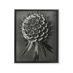 Phacelia Tanacetifolia Lacy Phacelia wonders of nature black and white photograph by Karl Blossfeldt Framed Canvas Print Gallery Image 8