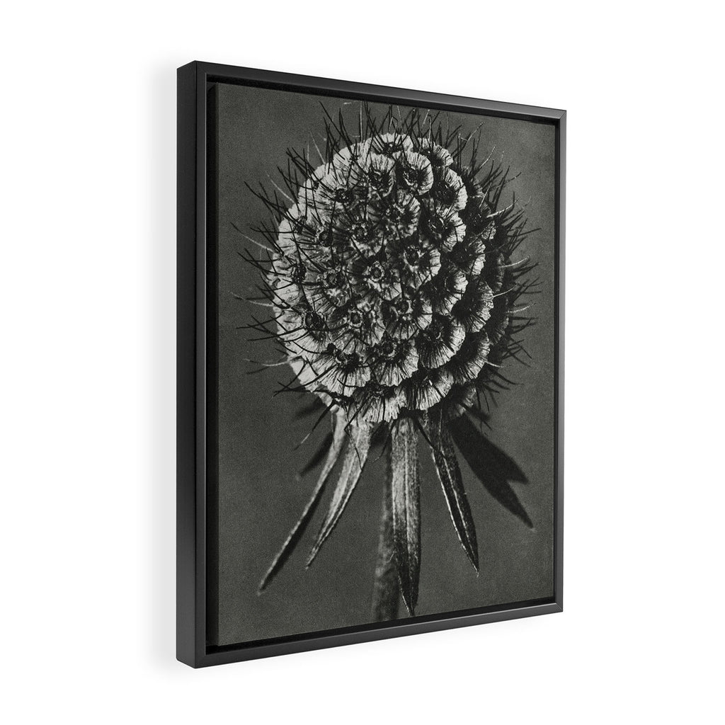 Phacelia Tanacetifolia Lacy Phacelia wonders of nature black and white photograph by Karl Blossfeldt Framed Canvas Print Gallery Image 2