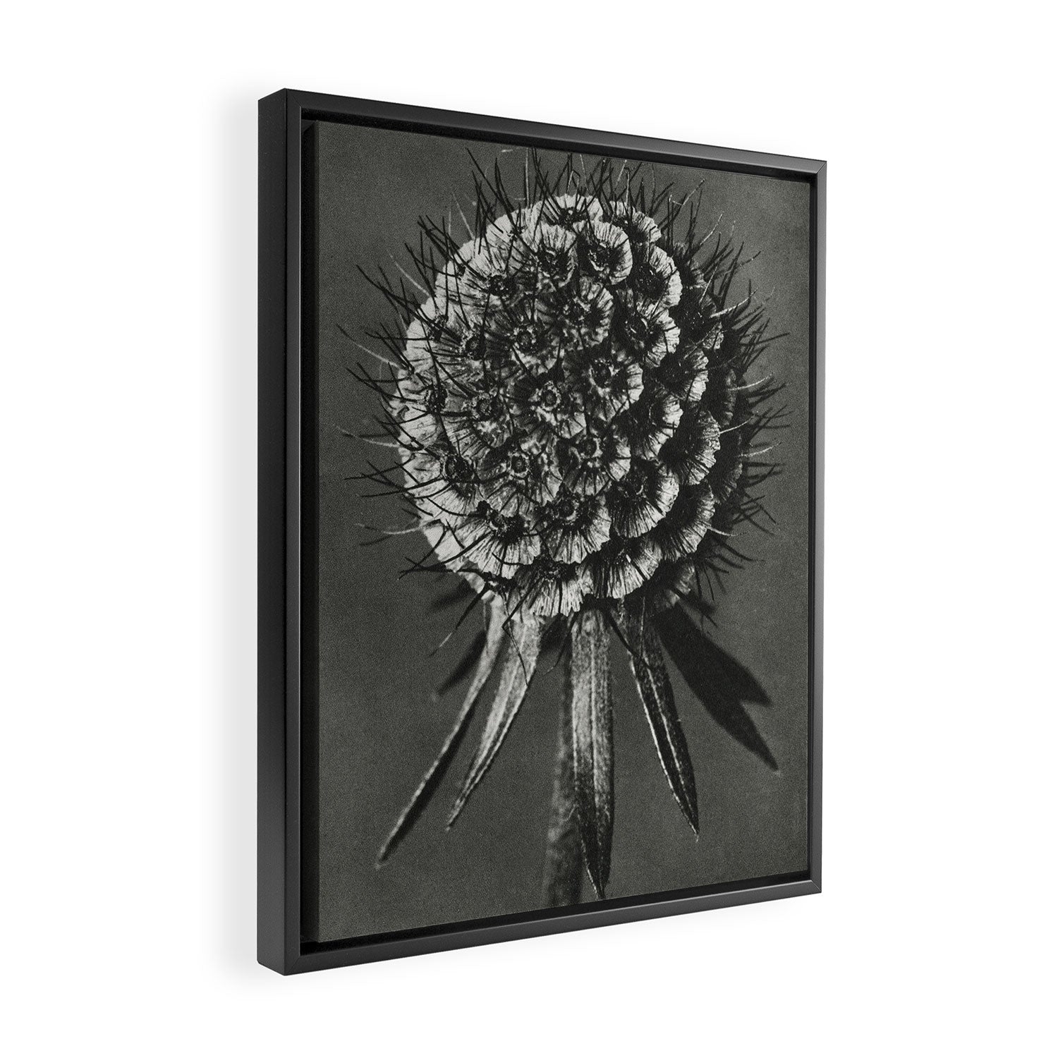 Phacelia Tanacetifolia Lacy Phacelia wonders of nature black and white photograph by Karl Blossfeldt Framed Canvas Print Gallery Image 2
