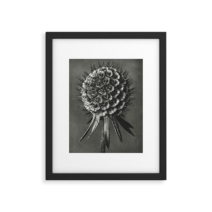 Phacelia Tanacetifolia Lacy Phacelia wonders of nature black and white photograph by Karl Blossfeldt Framed Art Print Gallery Image 1