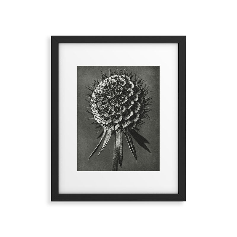 Phacelia Tanacetifolia Lacy Phacelia wonders of nature black and white photograph by Karl Blossfeldt Framed Art Print Gallery Image 6