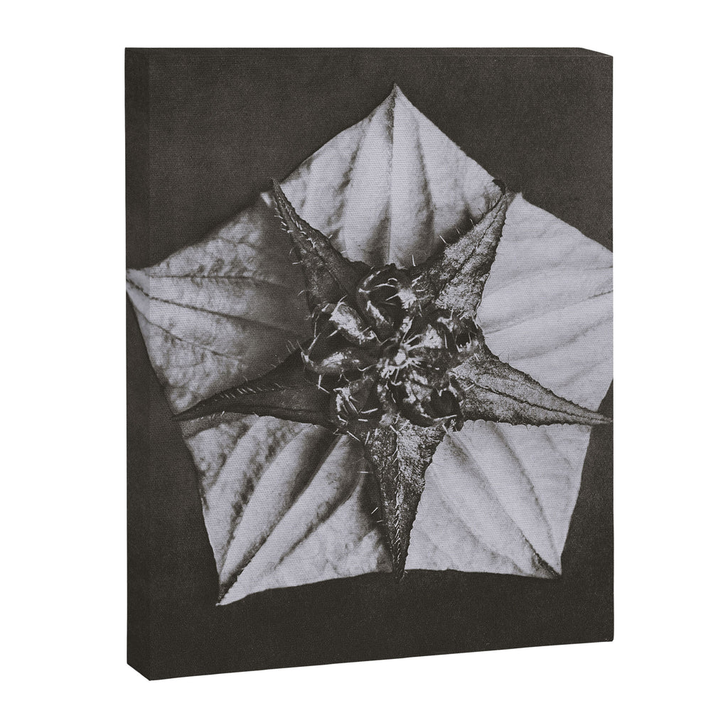 Snowbird, The Magic Garden of Nature, autumn blossom black and white photograph by Karl Blossfeldt Canvas Print Gallery Image 8