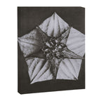 Snowbird, The Magic Garden of Nature, autumn blossom black and white photograph by Karl Blossfeldt Canvas Print Gallery Image 8