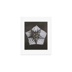 Snowbird, The Magic Garden of Nature, autumn blossom black and white photograph by Karl Blossfeldt Art Print Gallery Image 1