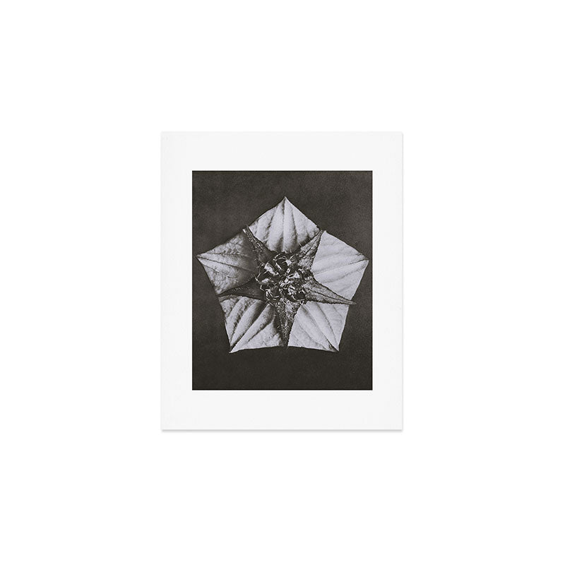 Snowbird, The Magic Garden of Nature, autumn blossom black and white photograph by Karl Blossfeldt Art Print Gallery Image 1