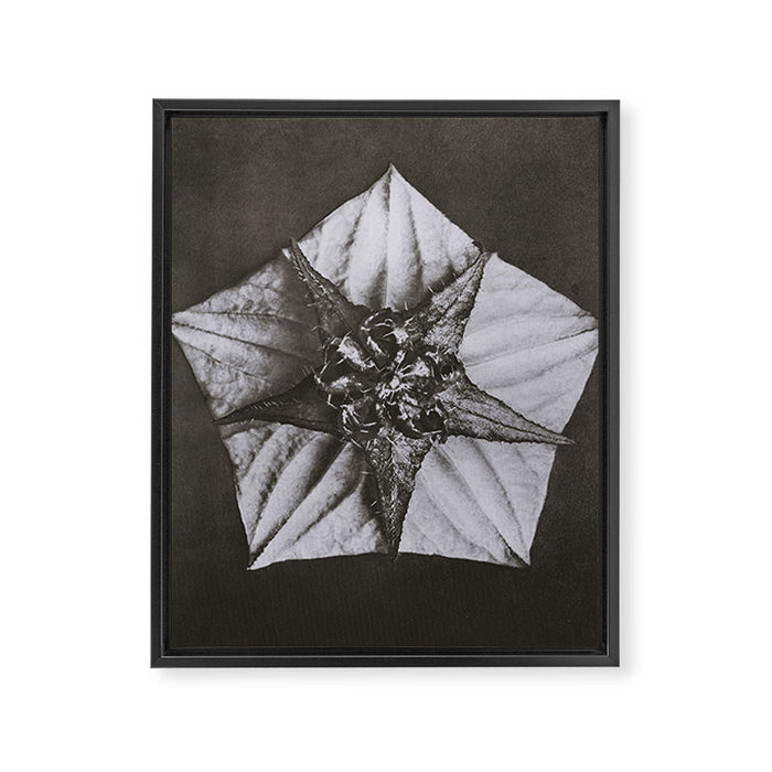 Snowbird, The Magic Garden of Nature, autumn blossom black and white photograph by Karl Blossfeldt Framed Canvas Print Gallery Image 1