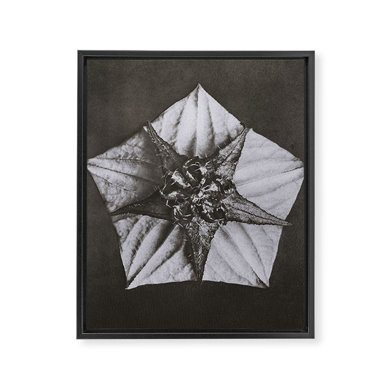 Snowbird, The Magic Garden of Nature, autumn blossom black and white photograph by Karl Blossfeldt Framed Canvas Print Gallery Image 8