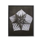Snowbird, The Magic Garden of Nature, autumn blossom black and white photograph by Karl Blossfeldt Framed Canvas Print Gallery Image 8