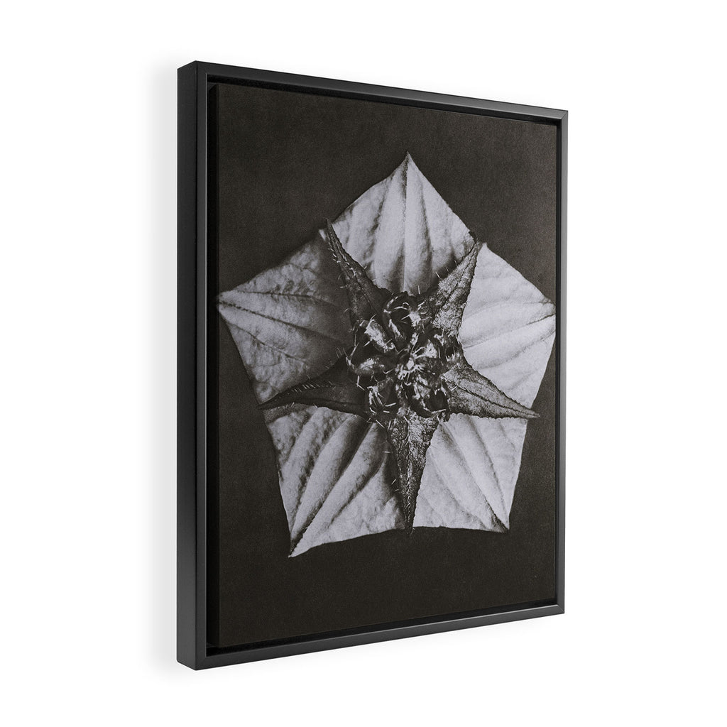 Snowbird, The Magic Garden of Nature, autumn blossom black and white photograph by Karl Blossfeldt Framed Canvas Print Gallery Image 2