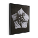 Snowbird, The Magic Garden of Nature, autumn blossom black and white photograph by Karl Blossfeldt Framed Canvas Print Gallery Image 2
