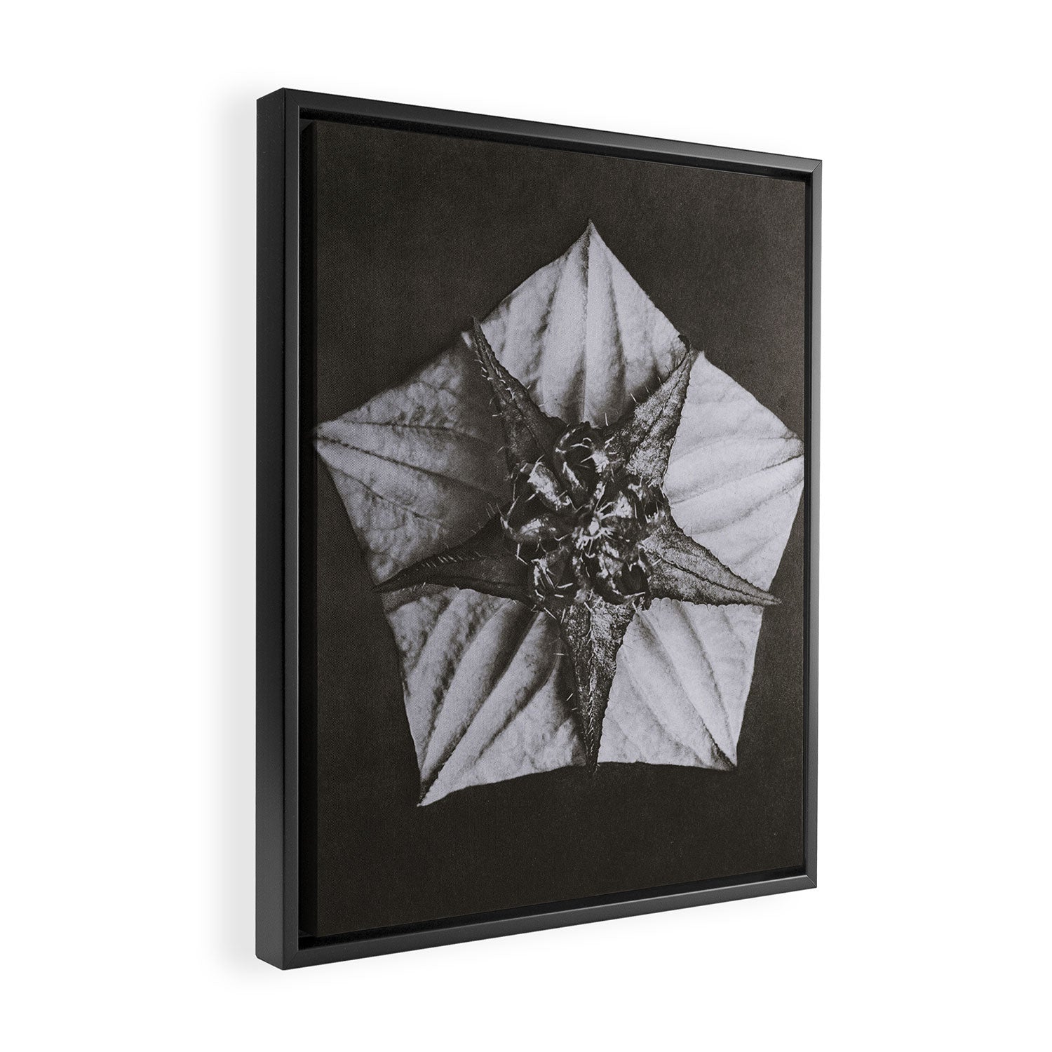 Snowbird, The Magic Garden of Nature, autumn blossom black and white photograph by Karl Blossfeldt Framed Canvas Print Gallery Image 2