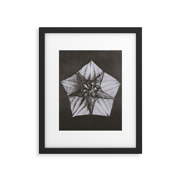 Snowbird, The Magic Garden of Nature, autumn blossom black and white photograph by Karl Blossfeldt Framed Art Print Gallery Image 1