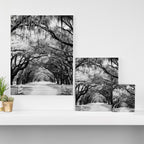 Spanish Moss on Southern Live Oak Trees black and white photograph / black and white art photography Canvas Print Gallery Image 3