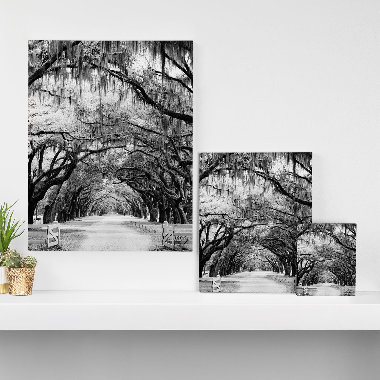 Spanish Moss on Southern Live Oak Trees black and white photograph / black and white art photography Canvas Print Gallery Image 3