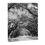 Spanish Moss on Southern Live Oak Trees black and white photograph / black and white art photography Canvas Print Gallery Image 3