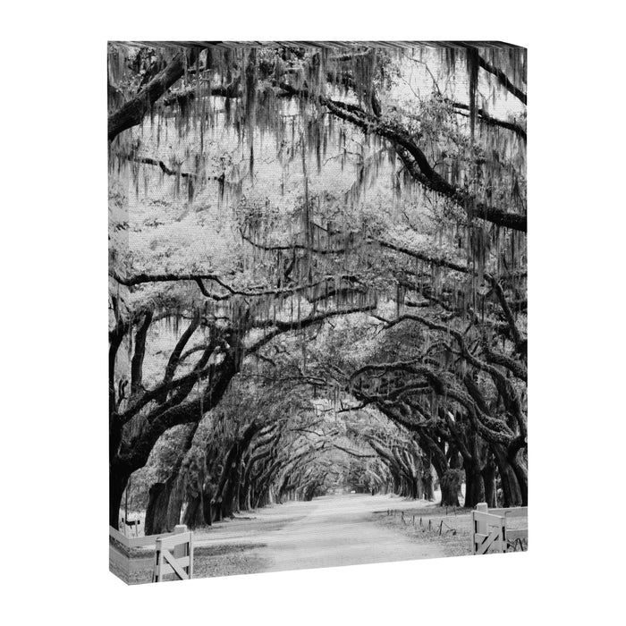Spanish Moss on Southern Live Oak Trees black and white photograph / black and white art photography Canvas Print Gallery Image 1