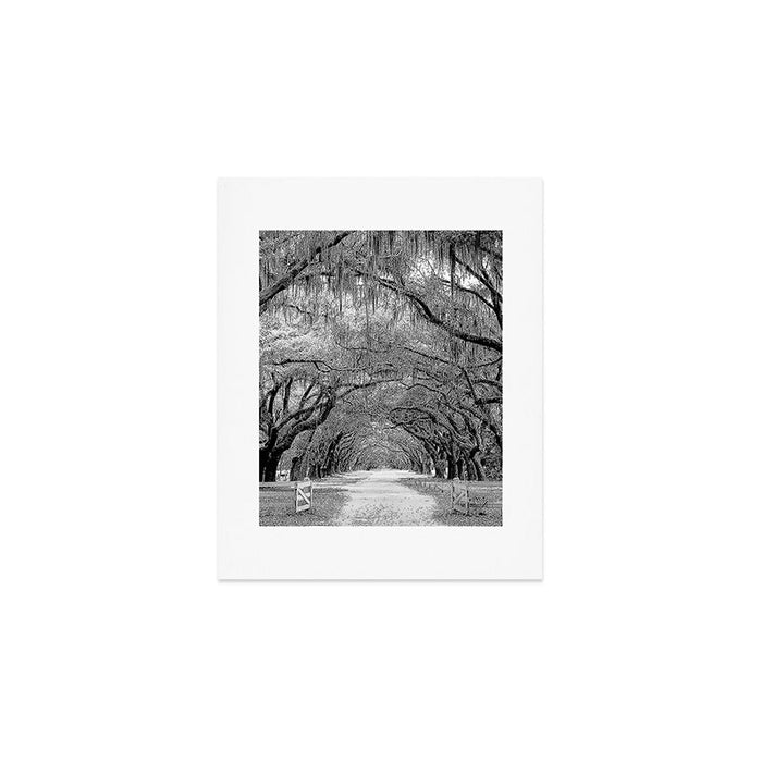 Spanish Moss on Southern Live Oak Trees black and white photograph / black and white art photography Art Print Gallery Image 1