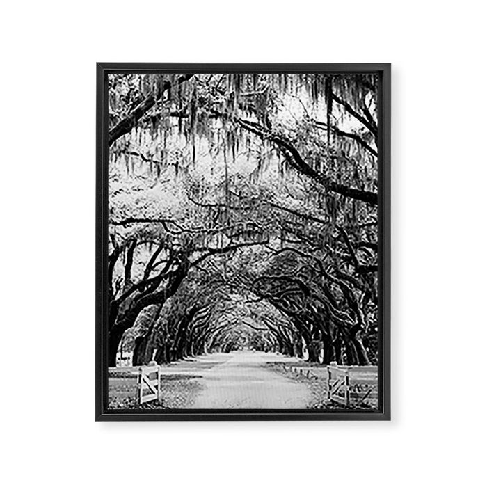 Spanish Moss on Southern Live Oak Trees black and white photograph / black and white art photography Framed Canvas Print Gallery Image 1