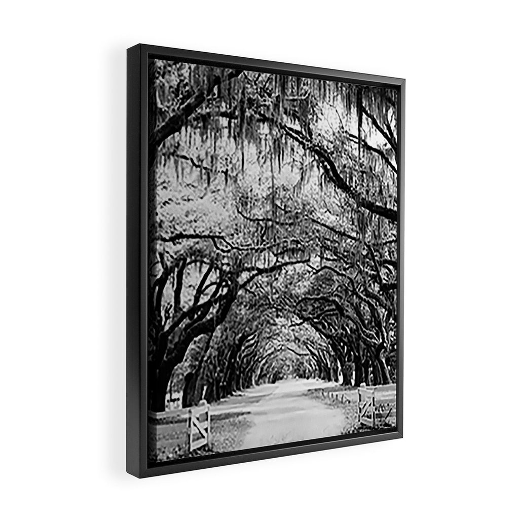 Spanish Moss on Southern Live Oak Trees black and white photograph / black and white art photography Framed Canvas Print Gallery Image 2