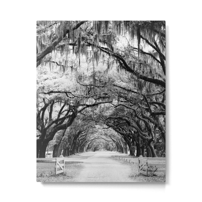 Spanish Moss on Southern Live Oak Trees black and white photograph / black and white art photography Metal Print Gallery Image 1