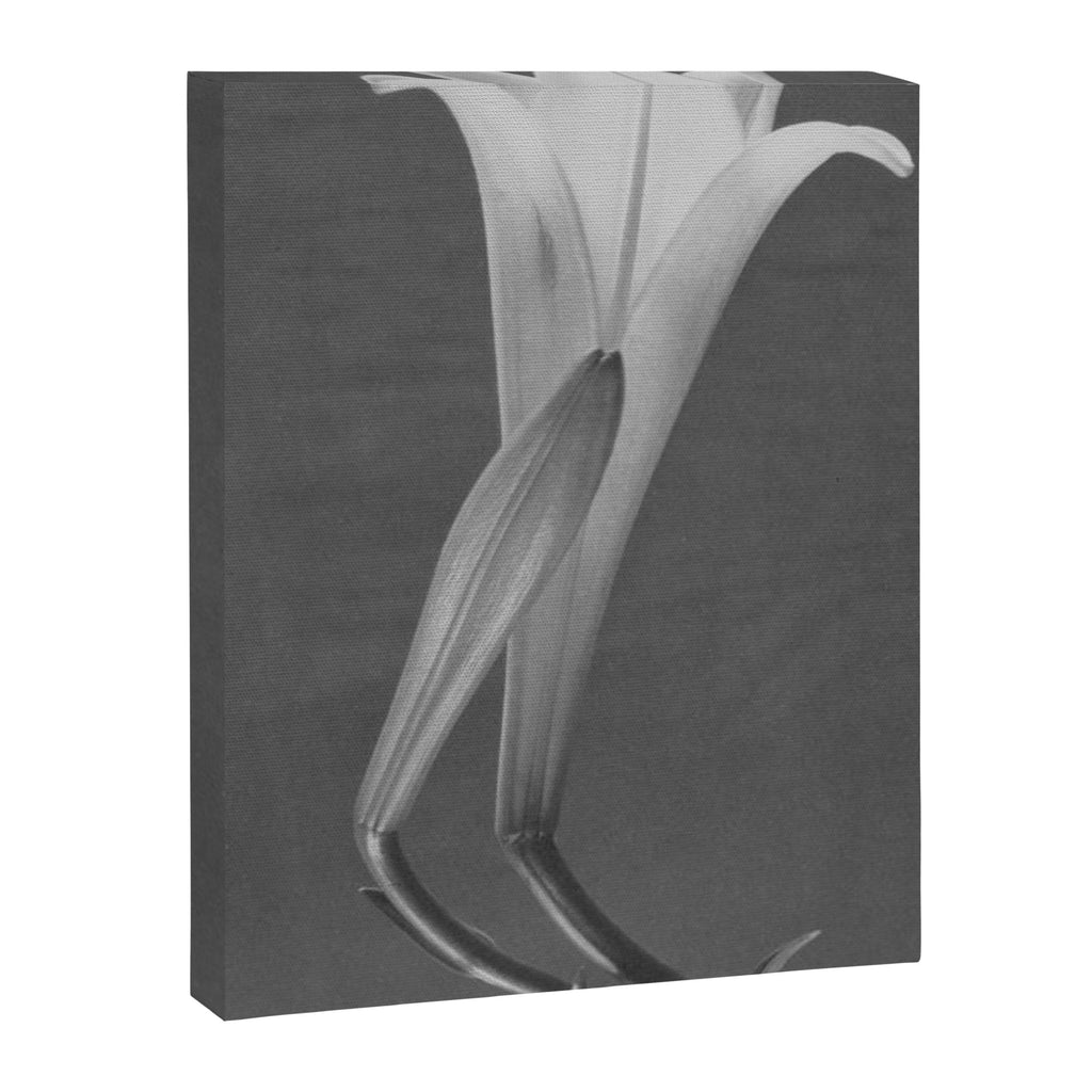 Tulip Blossoms floral black and white photography / photograph Canvas Print Gallery Image 8
