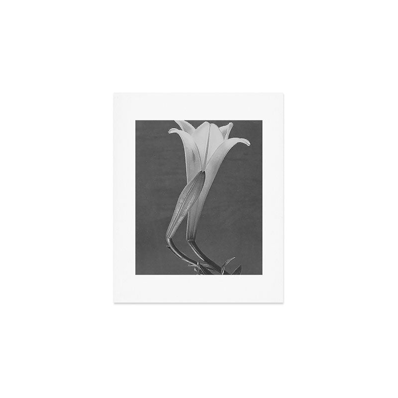 Tulip Blossoms floral black and white photography / photograph Art Print Gallery Image 1
