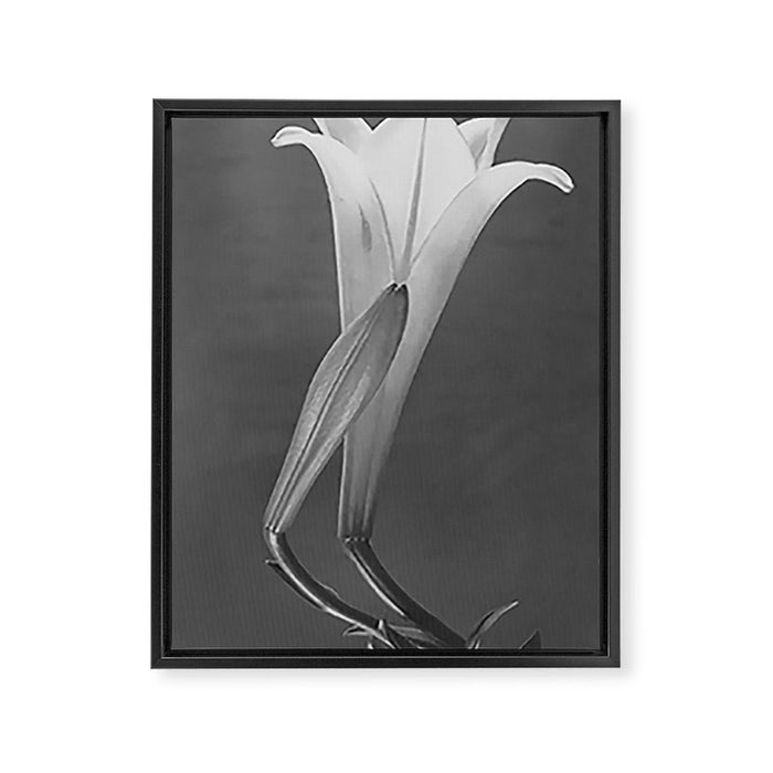 Tulip Blossoms floral black and white photography / photograph Framed Canvas Print Gallery Image 1