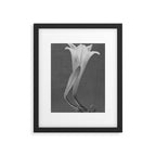 Tulip Blossoms floral black and white photography / photograph Framed Art Print Gallery Image 4