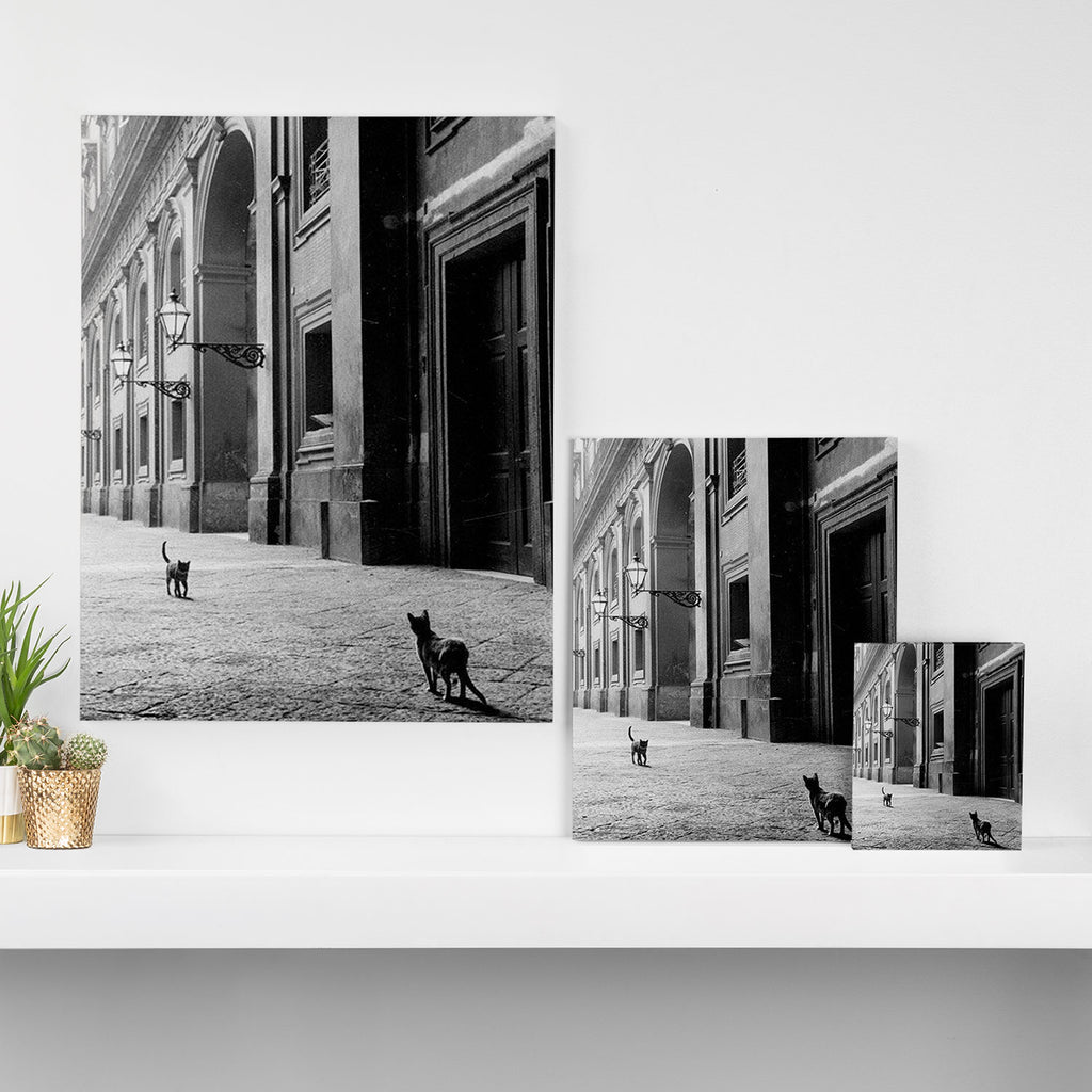 Two French Cats, Paris Left Bank black and white cityscape photograph / photography Canvas Print Gallery Image 3