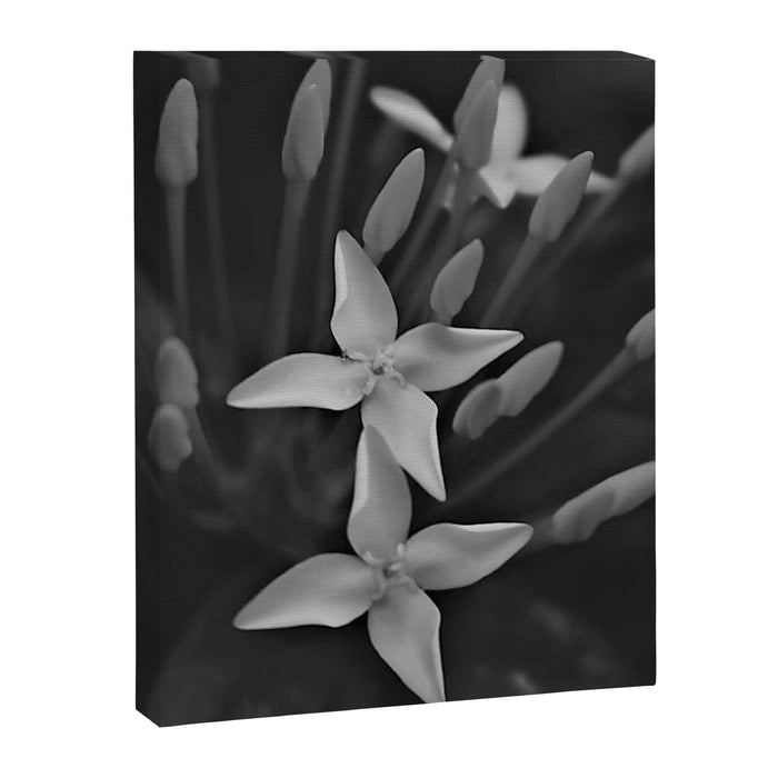 West Indian Jasmine 4-petaled flowers black and white photography / photograph Canvas Print Gallery Image 1
