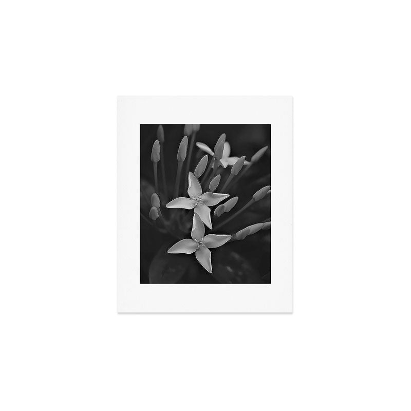 West Indian Jasmine 4-petaled flowers black and white photography / photograph Art Print Gallery Image 1