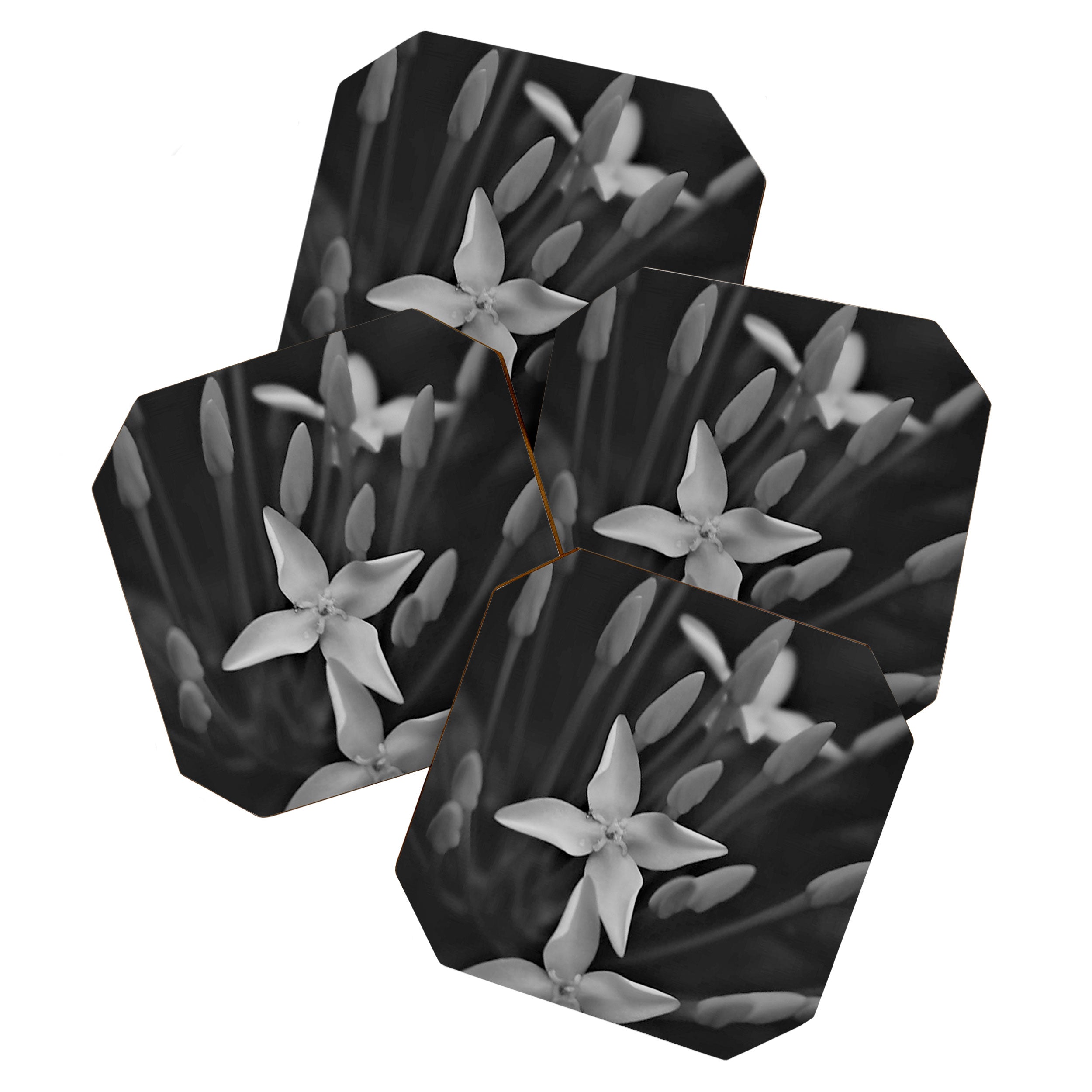 West Indian Jasmine 4-petaled flowers black and white photography / photograph Coaster Gallery Image 1