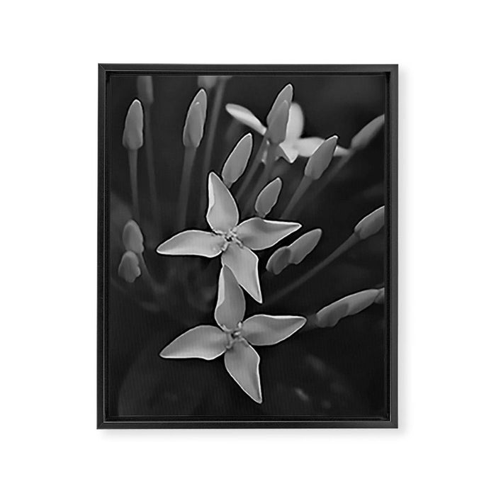 West Indian Jasmine 4-petaled flowers black and white photography / photograph Framed Canvas Print Gallery Image 1