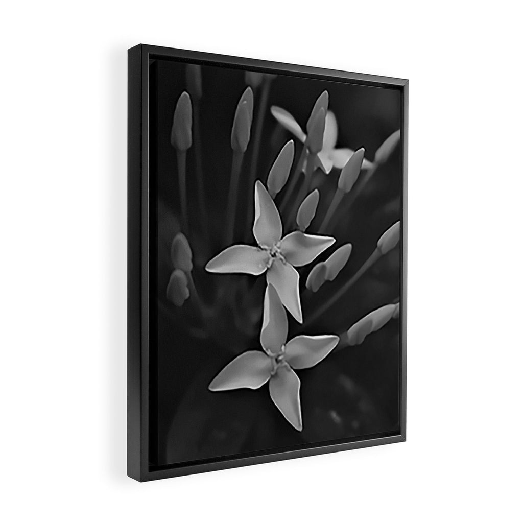 West Indian Jasmine 4-petaled flowers black and white photography / photograph Framed Canvas Print Gallery Image 2