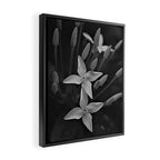 West Indian Jasmine 4-petaled flowers black and white photography / photograph Framed Canvas Print Gallery Image 2