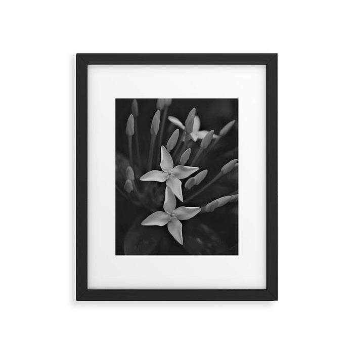 West Indian Jasmine 4-petaled flowers black and white photography / photograph Framed Art Print Gallery Image 1