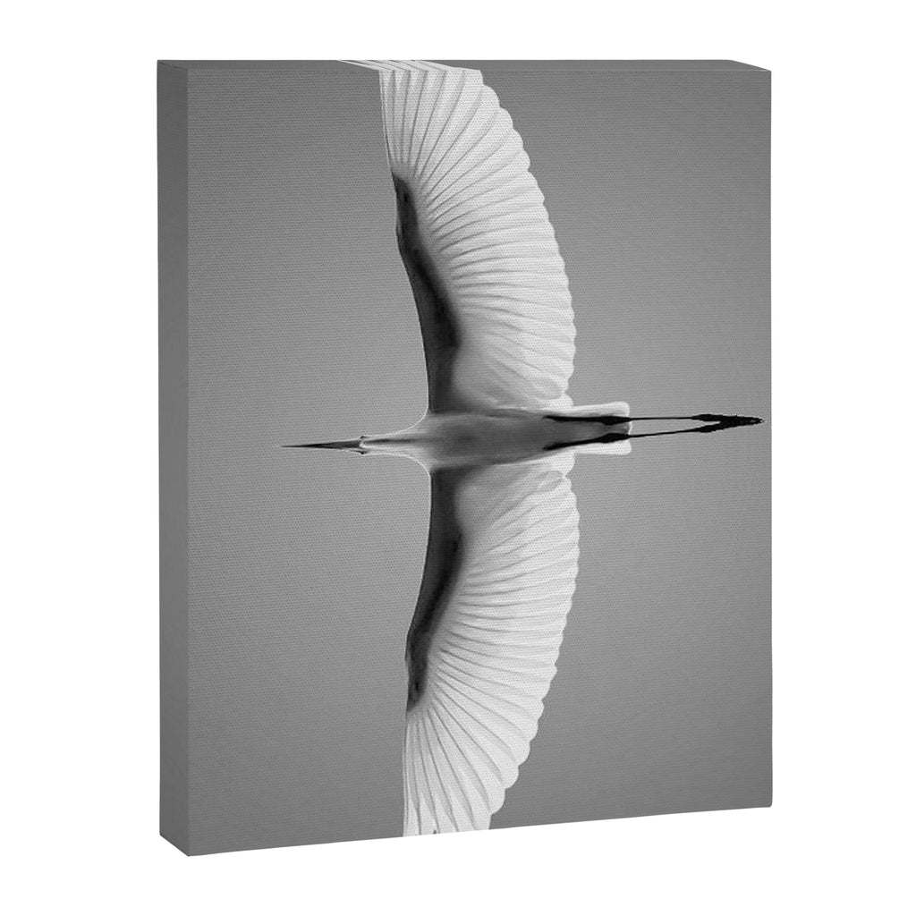 Wings of an Egret in Mid-flight black and white photography - black and white photographs Canvas Print Gallery Image 6