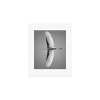 Wings of an Egret in Mid-flight black and white photography - black and white photographs Art Print Gallery Image 1
