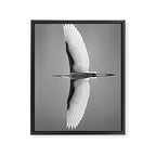 Wings of an Egret in Mid-flight black and white photography - black and white photographs Framed Canvas Print Gallery Image 6